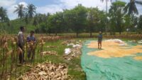 Sinergi Polri dan Petani di Lombok Barat Bhabinkamtibmas Kawal Panen Jagung Demi Ketahanan Pangan (2) Bhabinkamtibmas Hadir di Ladang Jagung, Petani Merasa Didukung