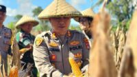 Kapolres Lombok Barat Hadiri Panen Raya Jagung, Sinergi Polri dan Petani Jaga Ketahanan Pangan (5) Kapolres Lombok Barat Hadiri Panen Raya Jagung, Sinergi Polri dan Petani Jaga Ketahanan Pangan