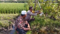 Bhabinkamtibmas Gapuk Dukung Petani Jambu Kristal di Gerung (2) Bhabinkamtibmas Gapuk Dukung Petani Jambu Kristal di Gerung