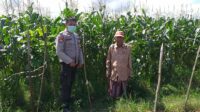 Bhabinkamtibmas Jagaraga Gencarkan Program Ketahanan Pangan, Warga Siap Panen Jagung Manis (2) Bhabinkamtibmas Sosialisasi Pemanfaatan Lahan Kosong untuk Pangan