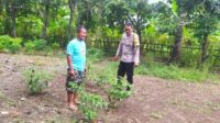 Dukung Ketahanan Pangan, Polisi Edukasi Warga Sekotong Tanam Cabai (2) Dukung Ketahanan Pangan, Polisi Edukasi Warga Sekotong Tanam Cabai