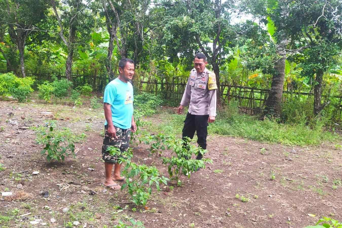 Dukung Ketahanan Pangan, Polisi Edukasi Warga Sekotong Tanam Cabai