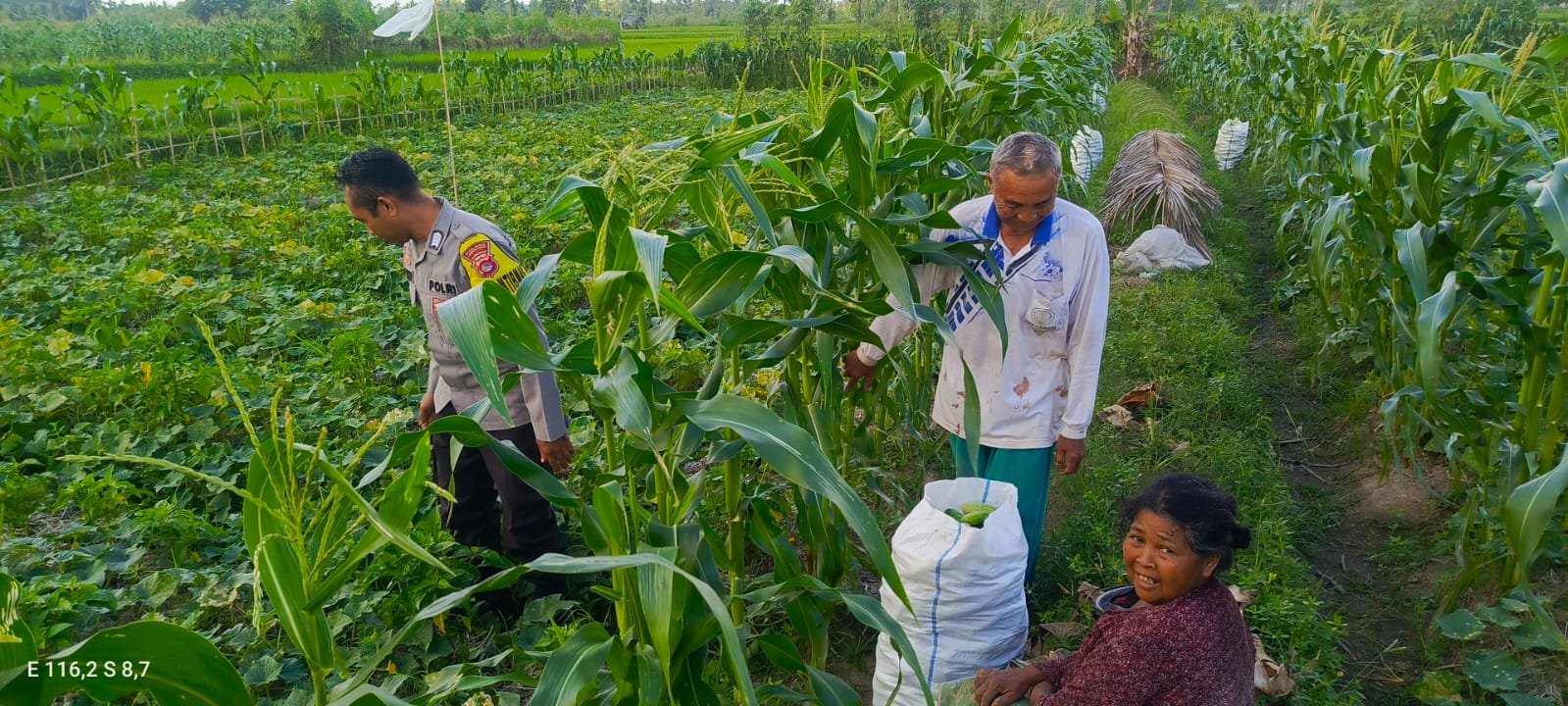 Kuripan Utara Siapkan Pola Tanam Adaptif di Musim Tak Menentu