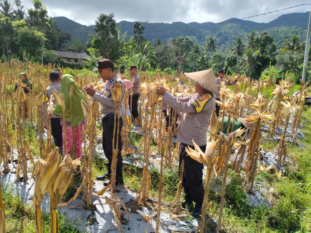 Panen Raya Jagung di Lombok Barat: Sinergi Petani dan Polri