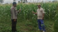 Pemanfaatan Pekarangan dan Jagung Siap Panen, Banyumulek Jadi Contoh Ketahanan Pangan NTB