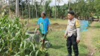 Bhabinkamtibmas Cendi Manik Dukung Petani Jagung untuk Ketahanan Pangan Sekotong (2) Perkuat Ketahanan Pangan, Polisi Bina Petani Jagung di Sekotong