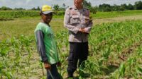 Bhabinkamtibmas Telagawaru Dorong Ketahanan Pangan Warga Paok Kambut (1) Bhabinkamtibmas Telagawaru Dorong Ketahanan Pangan Warga Paok Kambut
