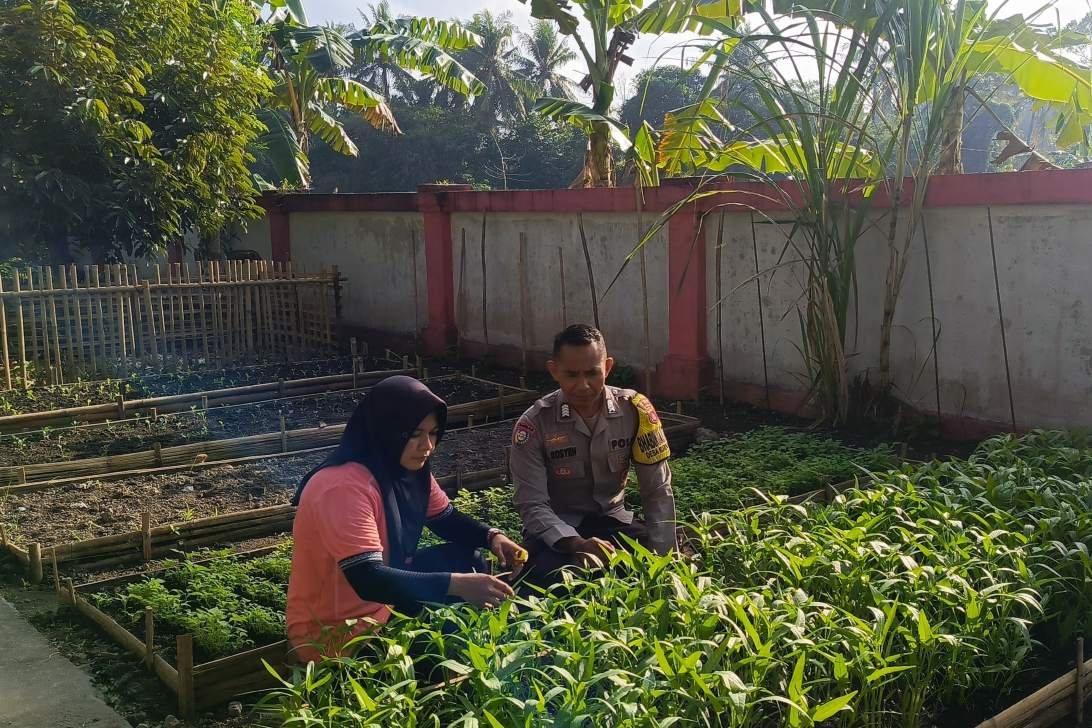 KWT Dusun Pemangket Ubah Pekarangan Jadi Kebun Sayur Produktif di Kuripan Utara
