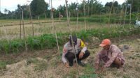 Ketahanan Pangan Dimulai dari Desa Bhabinkamtibmas Jagaraga Dorong Pemanfaatan Lahan Pekarangan