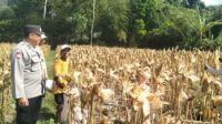 Panen Jagung Sukses di Gerung Selatan, Polri Hadir Jaga Kondusivitas (1) Panen Jagung Sukses di Gerung Selatan, Polri Hadir Jaga Kondusivitas