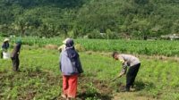 Polri Dukung Ketahanan Pangan di Sekotong (2) Sinergi Polisi-Warga Kuripan, Ketahanan Pangan Dimulai dari Pekarangan