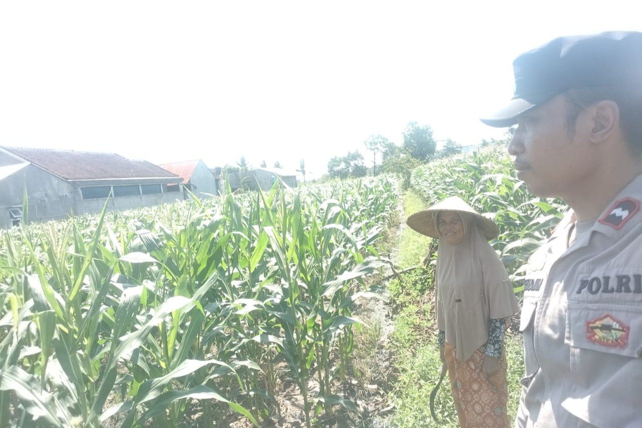 Polri dan Petani Labuapi Bersinergi, Perkuat Ketahanan Pangan Nasional Melalui Optimalisasi Lahan