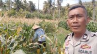 Bhabinkamtibmas Desa Batu Putih Dorong Pemanfaatan Lahan Petani di Dusun Tibu Baru (3) Bhabinkamtibmas Desa Batu Putih Dorong Pemanfaatan Lahan Petani di Dusun Tibu Baru