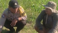 Bhabinkamtibmas Karang Bongkot Dukung Petani Jagung Manis Eksotik Lombok Barat (3) Bhabinkamtibmas Karang Bongkot Dukung Petani Jagung Manis Eksotik Lombok Barat