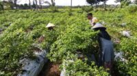 Bhabinkamtibmas Kuripan Utara Dampingi Petani Panen Cabai, Dukung Ketahanan Pangan (1) Bhabinkamtibmas Kuripan Utara Dampingi Petani Panen Cabai, Dukung Ketahanan Pangan