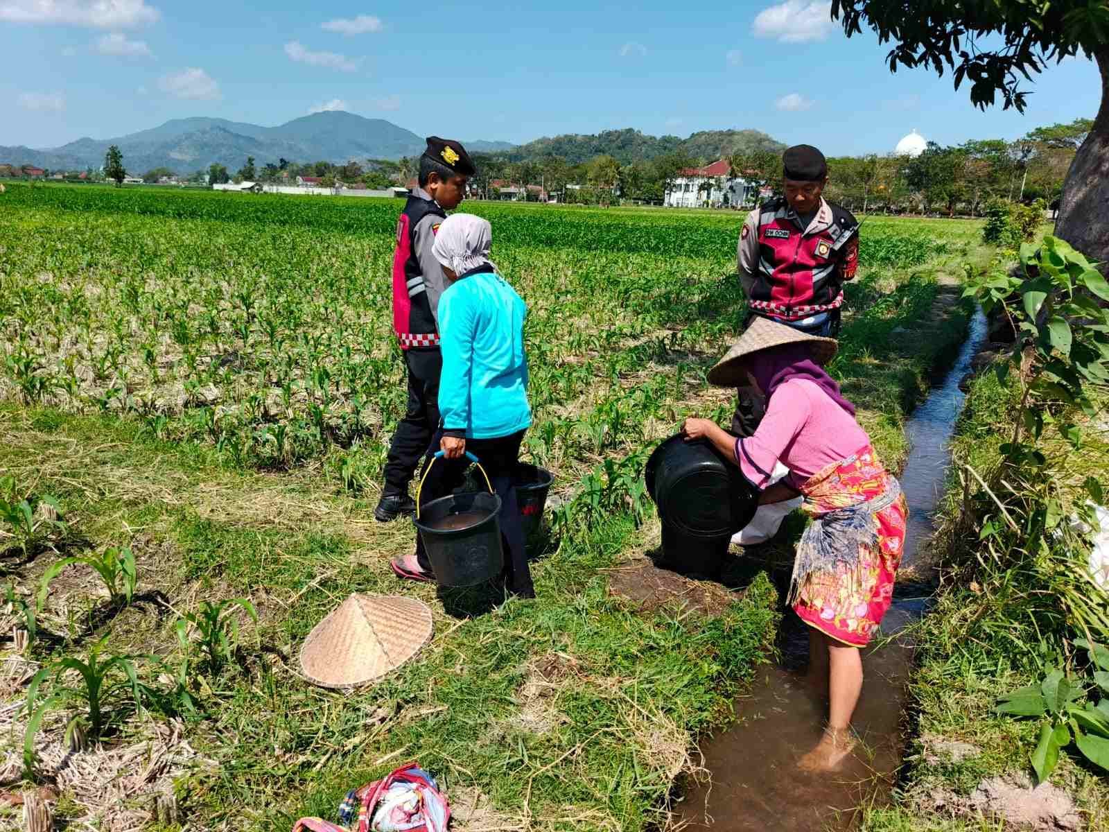 Polsek Kuripan Dukung Ketahanan Pangan Lewat Patroli di Lahan Jagung