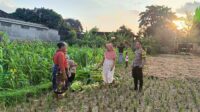Polsek Kuripan Dukung Ketahanan Pangan di Dusun Pelulan Lewat Sosialisasi ke Petani Jagung (2) Polsek Kuripan Dukung Ketahanan Pangan di Dusun Pelulan Lewat Sosialisasi ke Petani Jagung