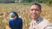 Sinergi Polri dan Petani Jagung Eyat Mayang Perkuat Ketahanan Pangan Nasional