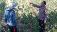 Sinergi Polri dan Petani, Optimalisasi Lahan Kosong di Dusun Jogot untuk Ketahanan Pangan