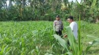 WhatsApp Image 2025-08-01 at 13.57.43 (1) Polri di Tengah Petani Jagung: DDS Bangun Ketahanan Pangan Sekotong