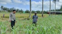 WhatsApp Image 2025-08-04 at 13.33.40 (2) Jagung dan Keamanan: Bhabinkamtibmas Cendi Manik Turun ke Lahan