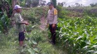 WhatsApp Image 2025-09-20 at 09.48.33 Jagung Jadi Alternatif Pangan di Desa Jagaraga, Bhabinkamtibmas Jadi Penggerak