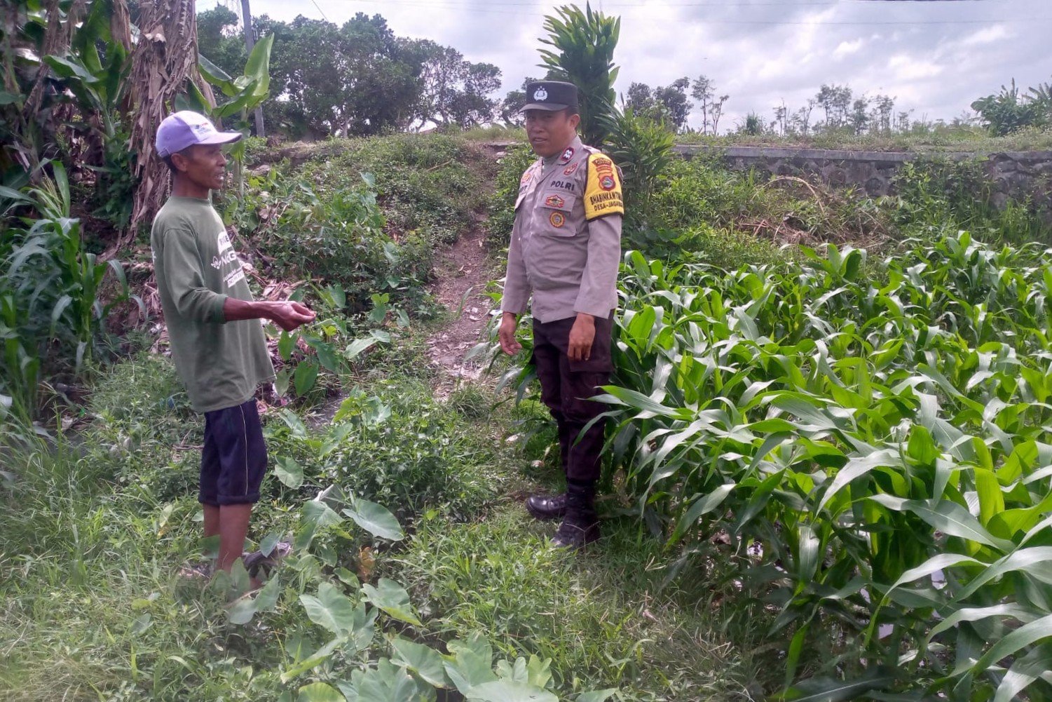 Jagung Jadi Alternatif Pangan di Desa Jagaraga, Bhabinkamtibmas Jadi Penggerak
