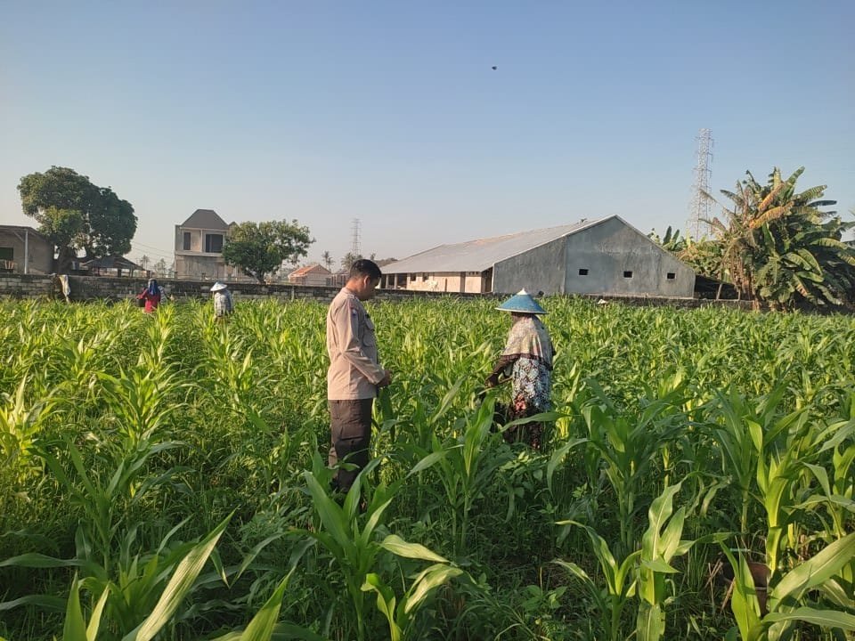 Sinergi Polisi dan Petani Desa Kuranji Dalang Dukung Program Ketahanan Pangan Nasional