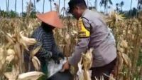 Sambang Desa di Lombok Barat: Bhabinkamtibmas Dorong Warga Jual Hasil Panen ke Bulog