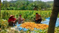 Sinergi Polri dan Petani Eyat Mayang untuk Perkuat Ketahanan Pangan Nasional