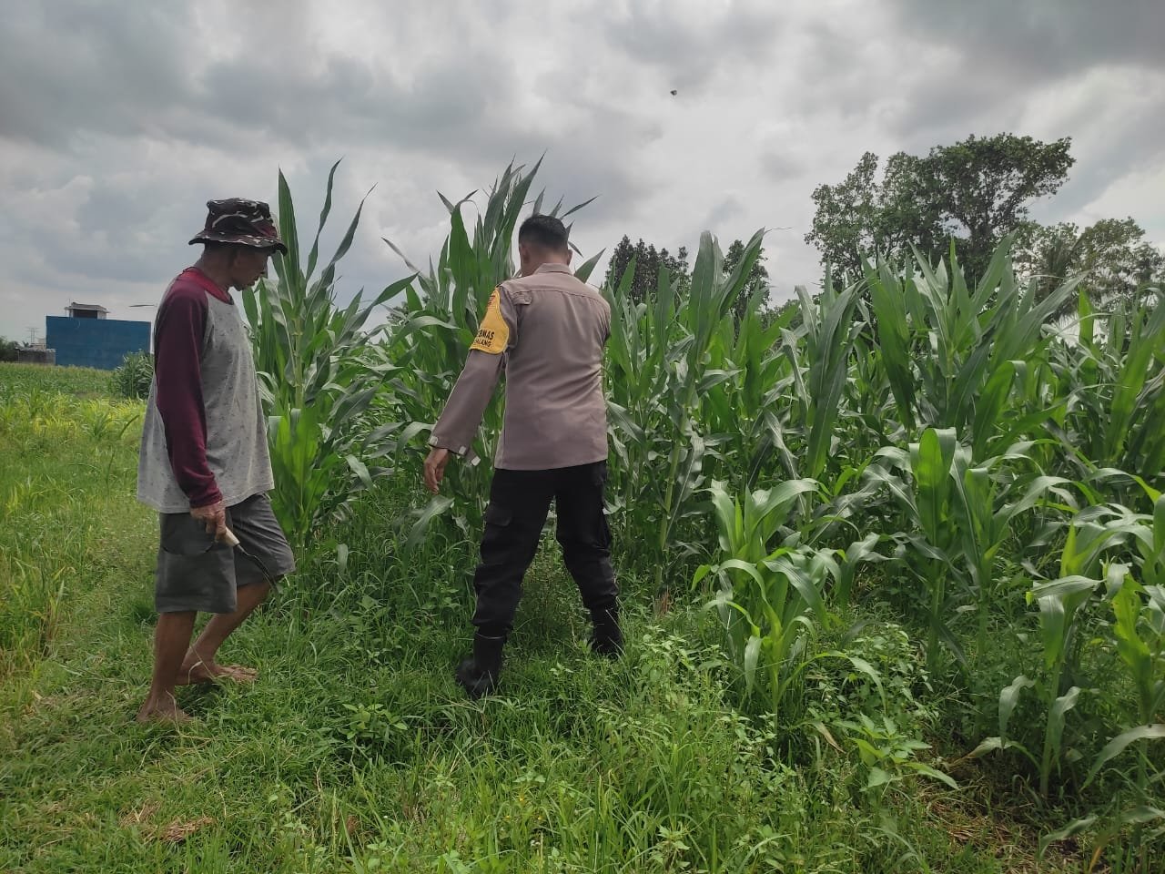 Polri Aktif Kawal Pertanian Jagung di Desa Kuranji Dalang, Labuapi Lombok Barat