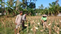 WhatsApp Image 2025-10-04 at 10.16.57_result Sinergi Polri dan Petani di Gerung Dorong Stabilitas Harga Jagung