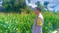 WhatsApp Image 2025-10-14 at 12.07.12_result Kehadiran Polisi di Ladang Jagung, Bukti Sinergi Polri dan Petani di Lombok Barat