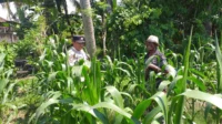 Polsek Kuripan Turun ke Sawah, Dukung Petani Tingkatkan Produksi Jagung