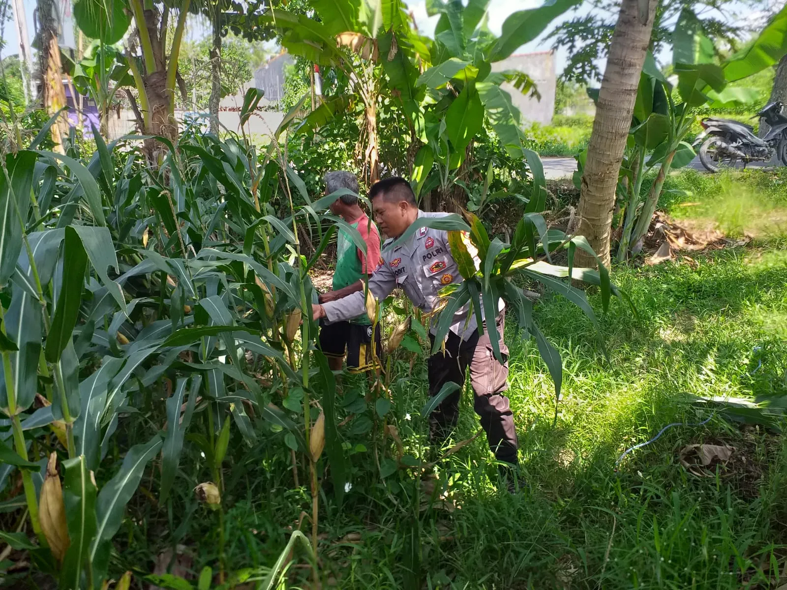Sinergi Polri dan Petani di Lombok Barat Perkuat Kemandirian Pangan