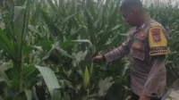 Bhabinkamtibmas Turun ke Sawah, Petani Lombok Barat Kian Semangat