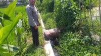 Petani Jagaraga Didorong Polri Tanam Padi dan Jagung untuk Pangan Lokal