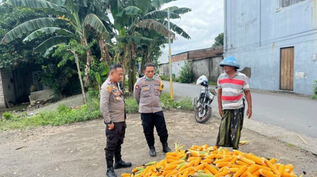 Polsek Labuapi Bantu Petani Amankan Harga Panen Jagung ke Bulog
