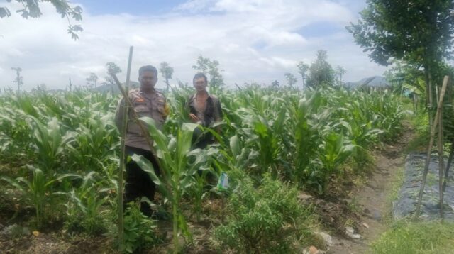 Polsek Gerung Dorong Ketahanan Pangan di Desa Beleka